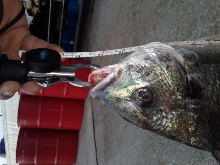 仕事帰りのちょい釣り